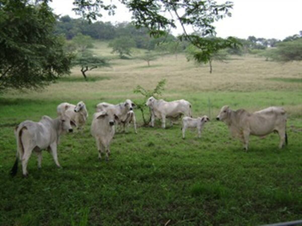 Autoridades colombianas hallaron ganado de contrabando de Venezuela en Norte de Santander