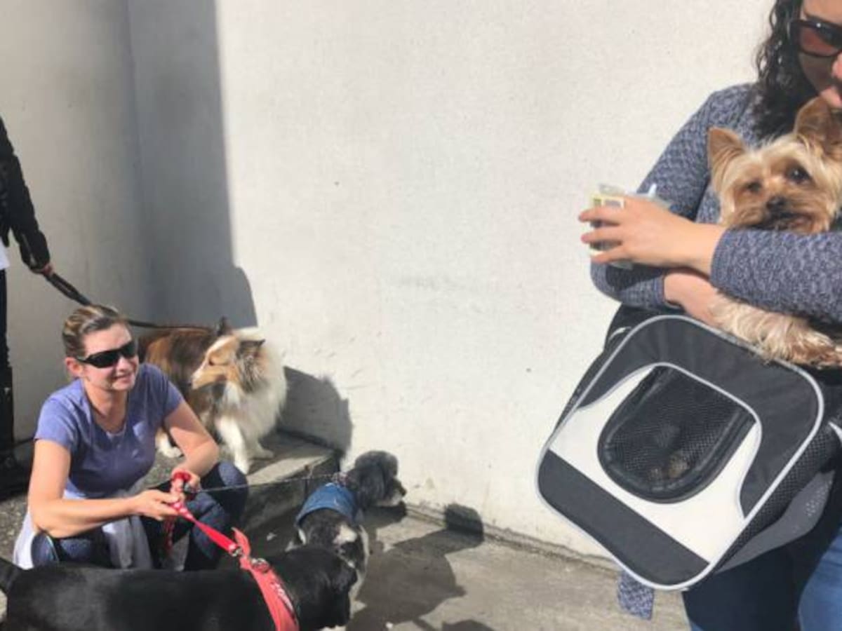No dejan entrar mascotas a los centros de votación