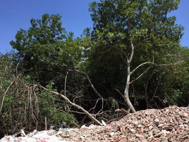 Denuncian invasión de manglares en barrio El Cabrero de Cartagena
