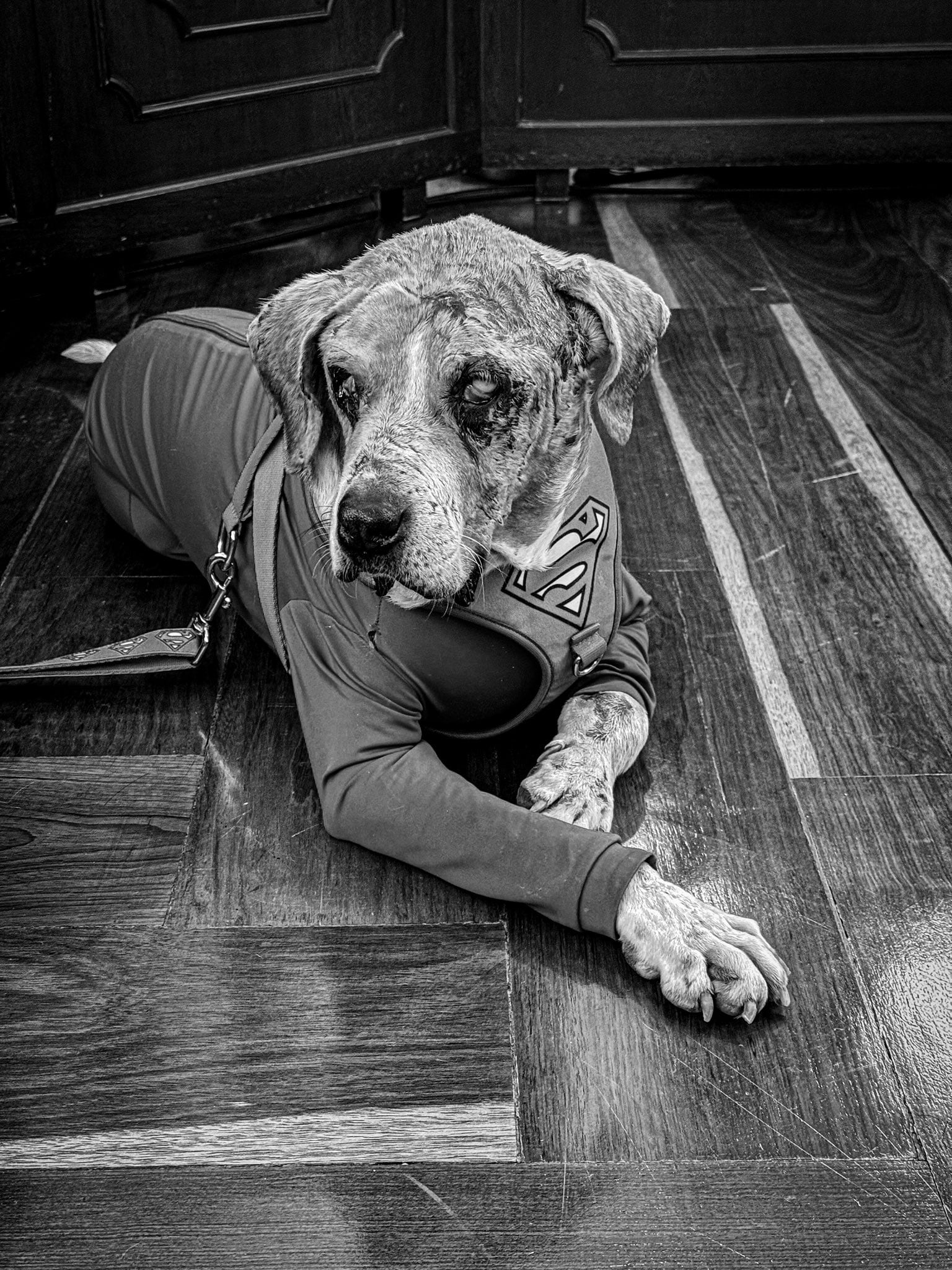 Ángel, falleció sin que su agresor enfrentara la justicia. Su historia deja un legado en la lucha contra el maltrato animal en Colombia.