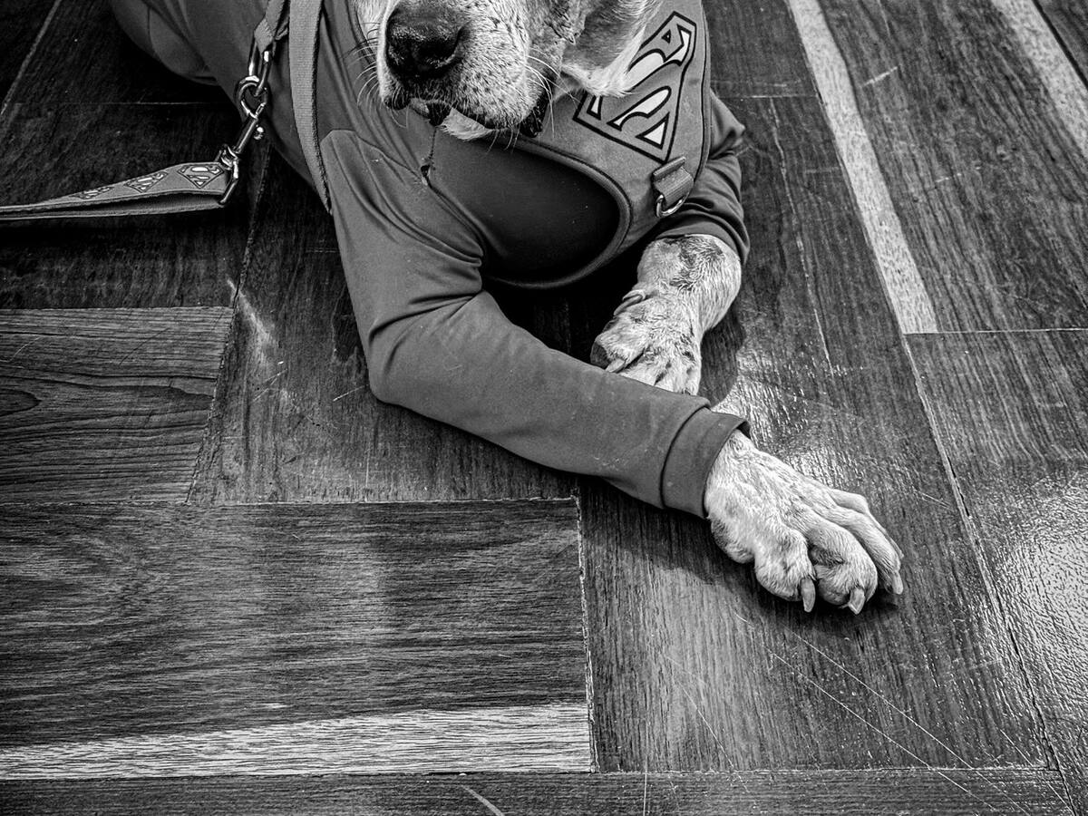 Falleció Ángel, el perro que inspiró una ley contra el maltrato animal en Colombia