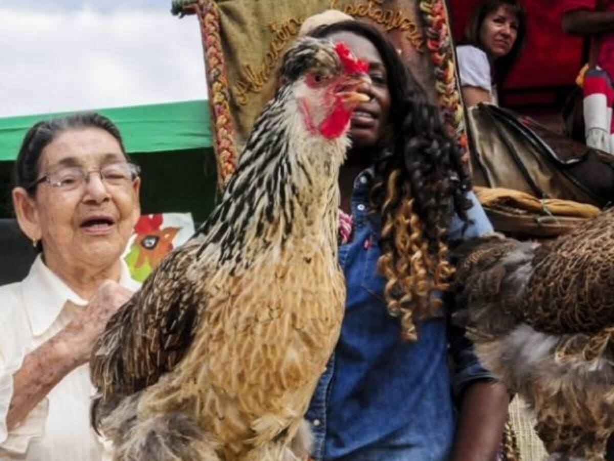 IX Feria y concurso mundial del gallo ornamental en Pereira