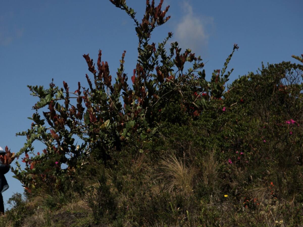 Caracol Radio y Bavaria se unen para Expedición Páramo