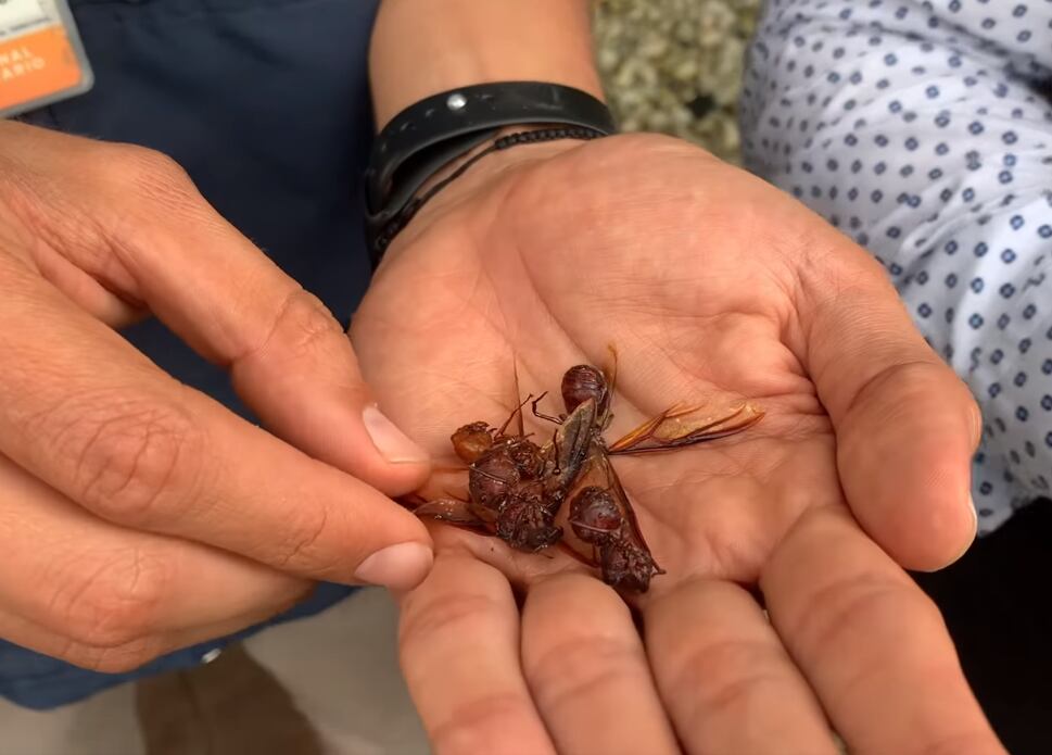 Aparicipon de hormigas voladoras muertas es natural en su ciclo de vida - Carder.