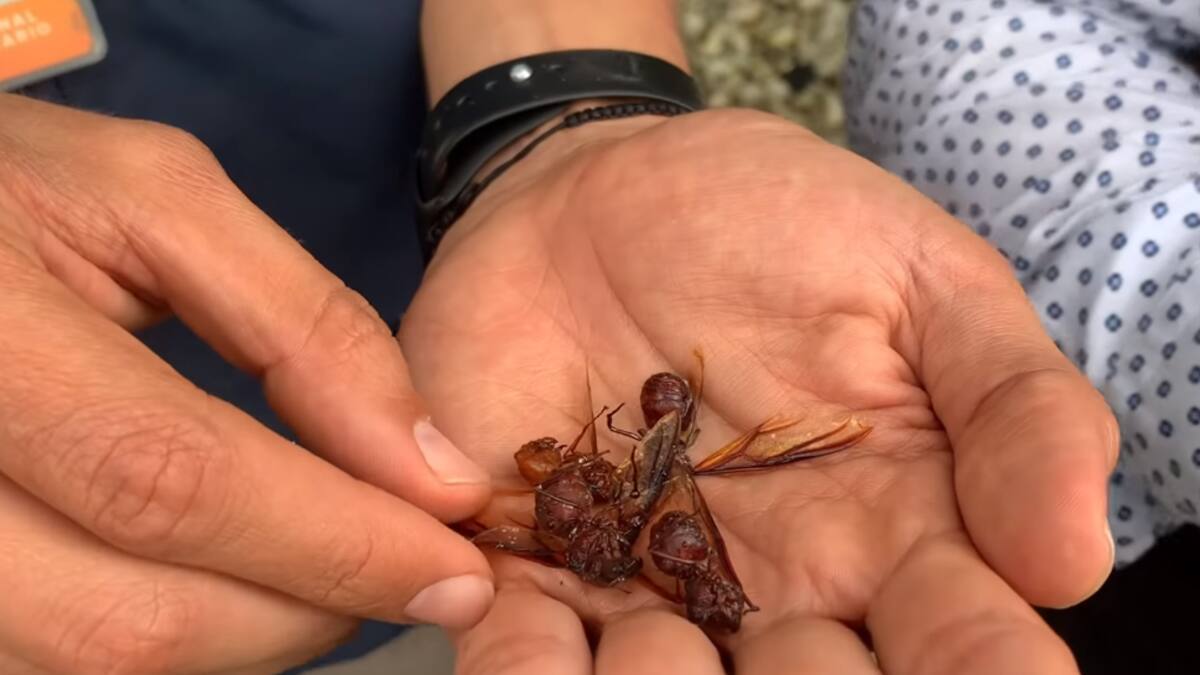 Desde la Carder explican aparición de hormigas voladoras muertas en Pereira y Dosquebradas