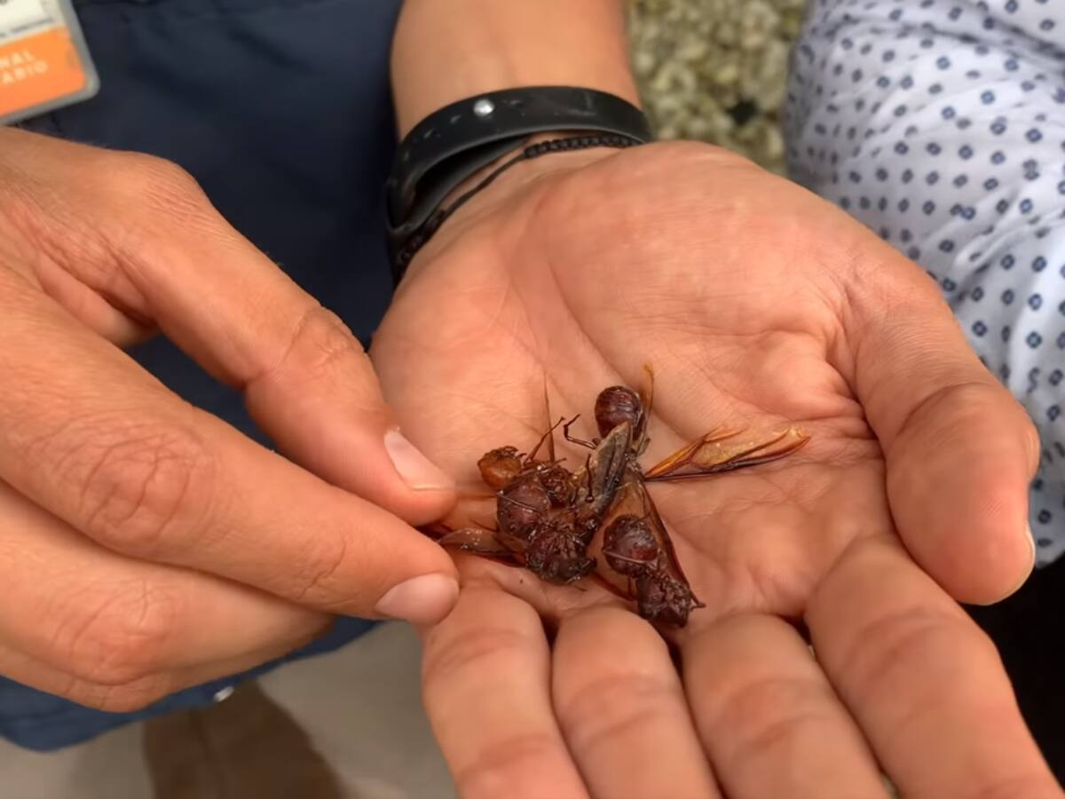 Desde la Carder explican aparición de hormigas voladoras muertas en Pereira y Dosquebradas