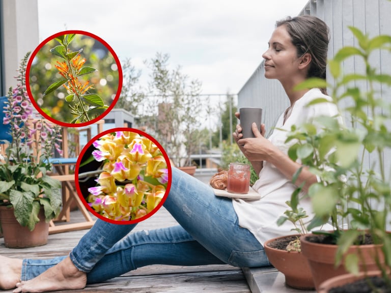 Persona sentada junto a unas plantas // Planta Sangre de Cristo o Muicle // Getty Images
