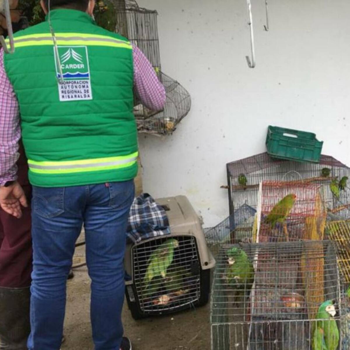 Recuperan 32 animales silvestres que estaban en cautiverio en Risaralda