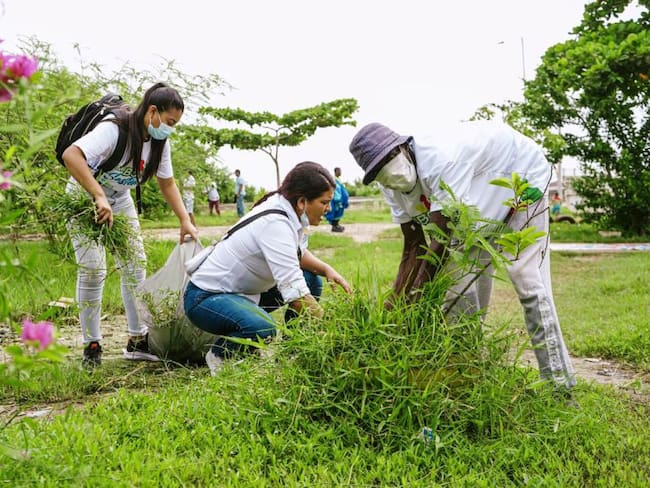 La campaña “Verde Distrito Cartagena” ha logrado la siembra este año de 23.035