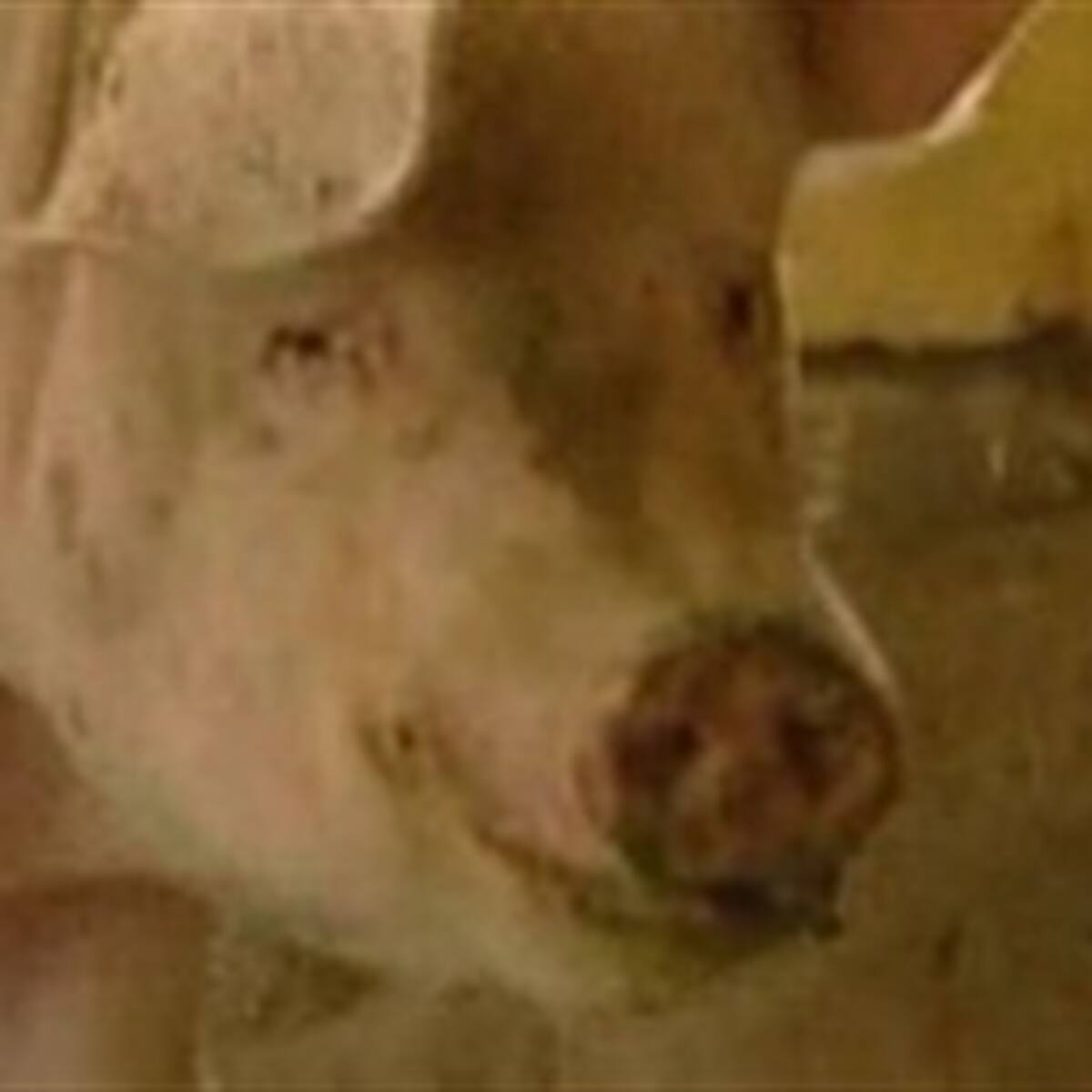 La solitaria vida del cerdo más famoso de Kabul