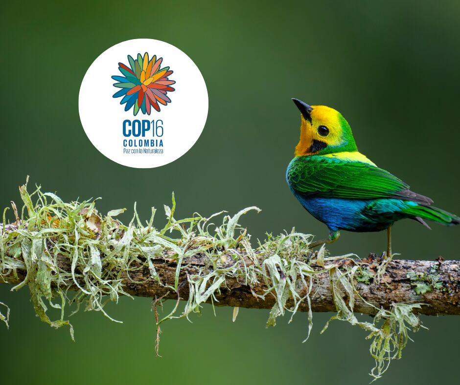 Tangara Multicolor y Logo de la COP16 (Getty Images)