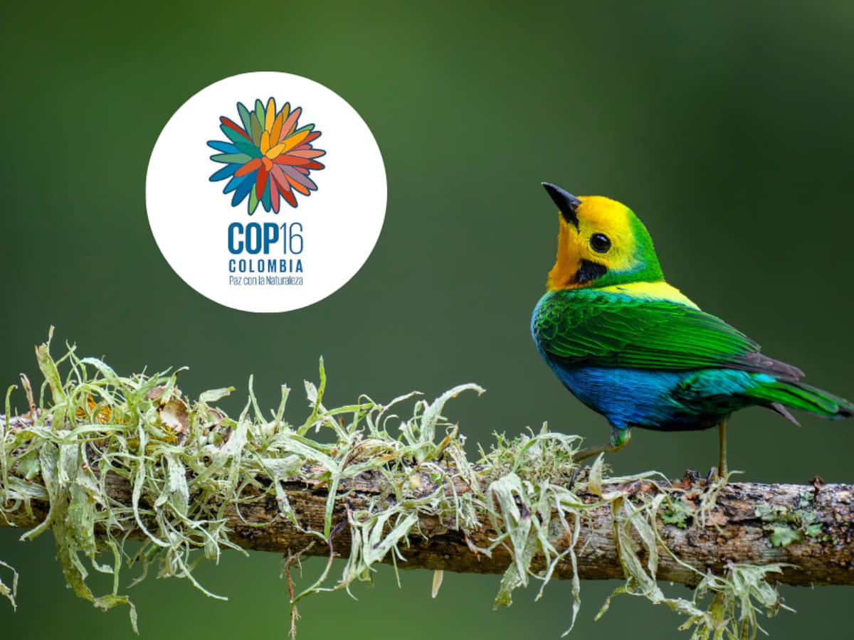 ¿Qué tiene que ver la COP16 con la biodiversidad de Colombia y el mundo?