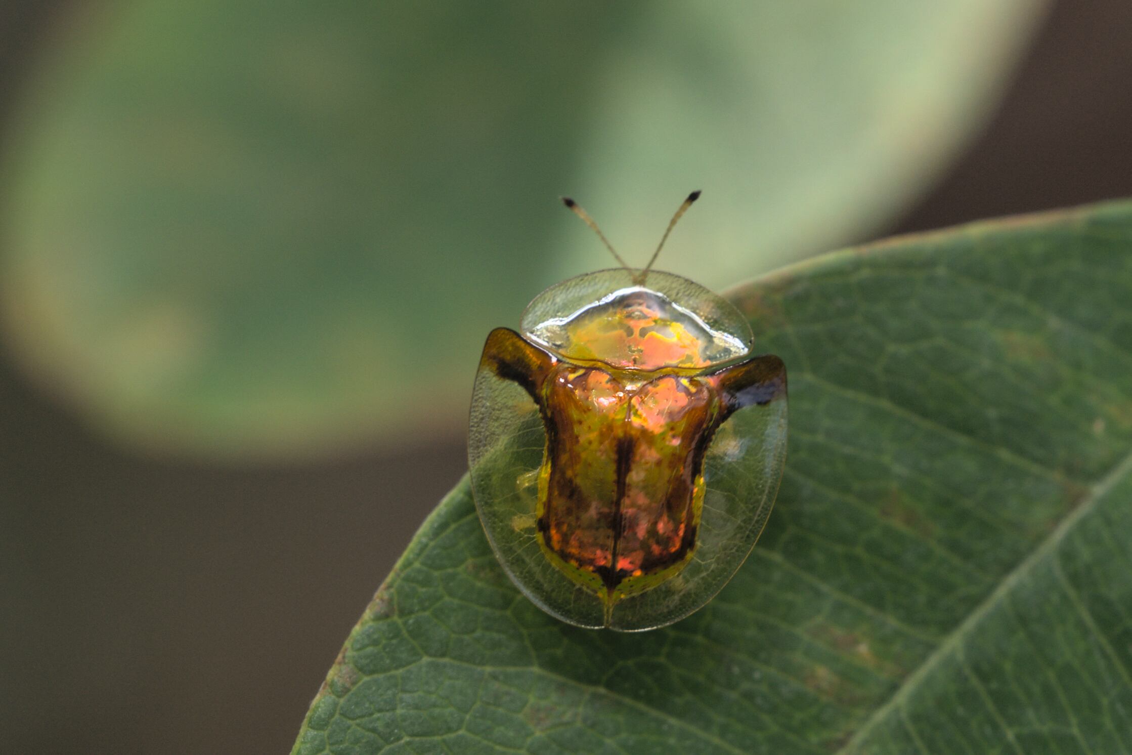 Escarabajo que se ve como una tortuga - Getty Images