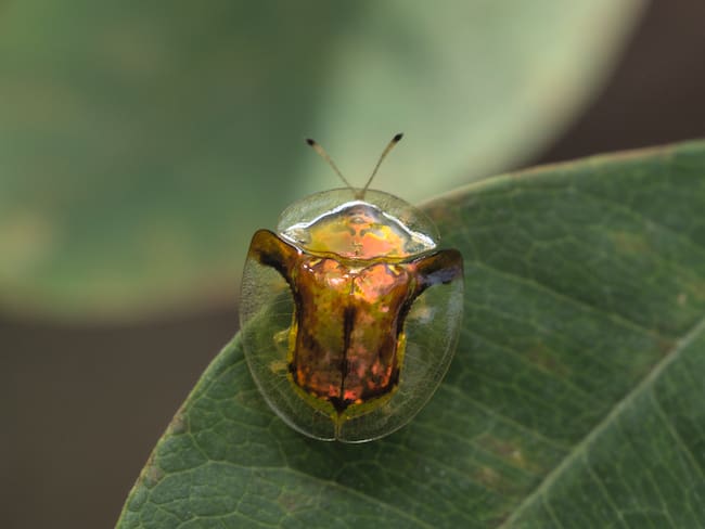 Escarabajo que se ve como una tortuga - Getty Images