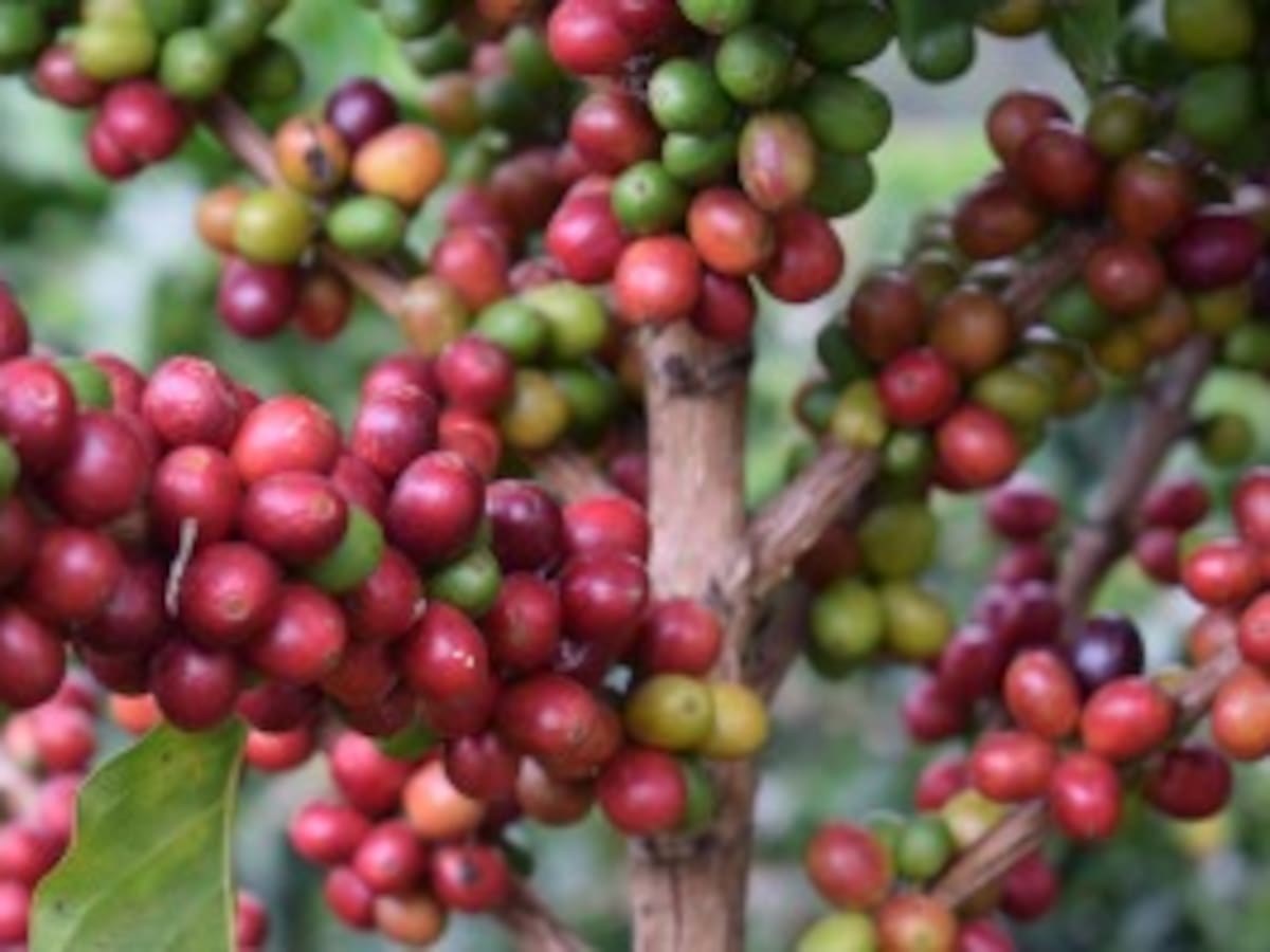 Reportan una disminución de 100 mil sacos de café en la cosecha del primer semestre en Caldas