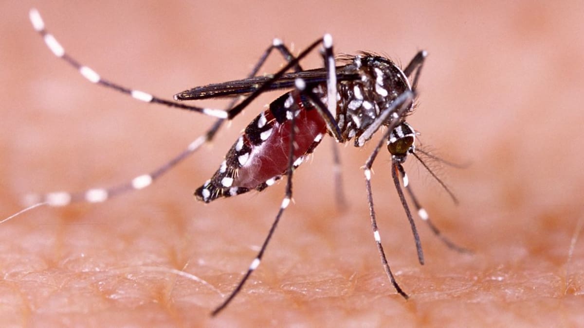 Huila registra 3.047 casos de dengue en lo corrido del año