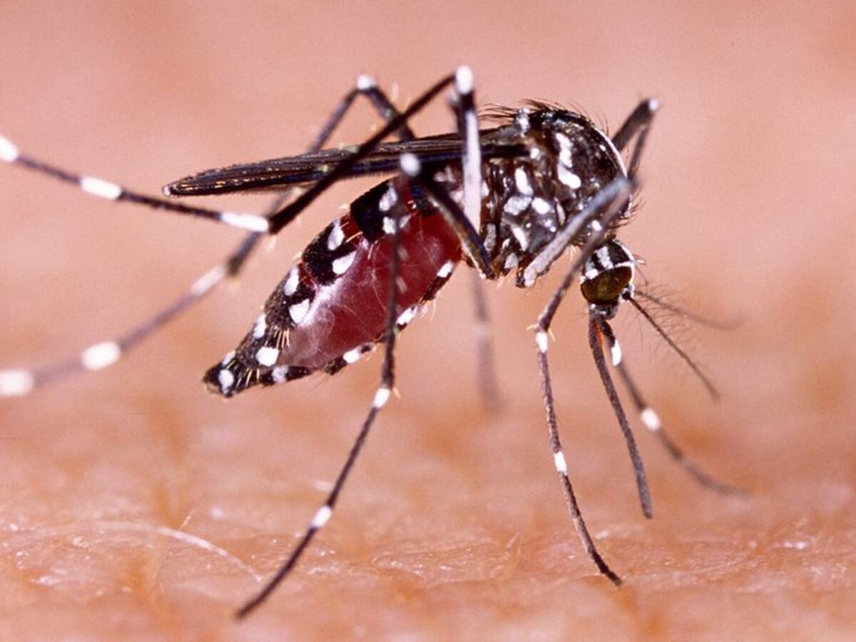 Huila registra 3.047 casos de dengue en lo corrido del año