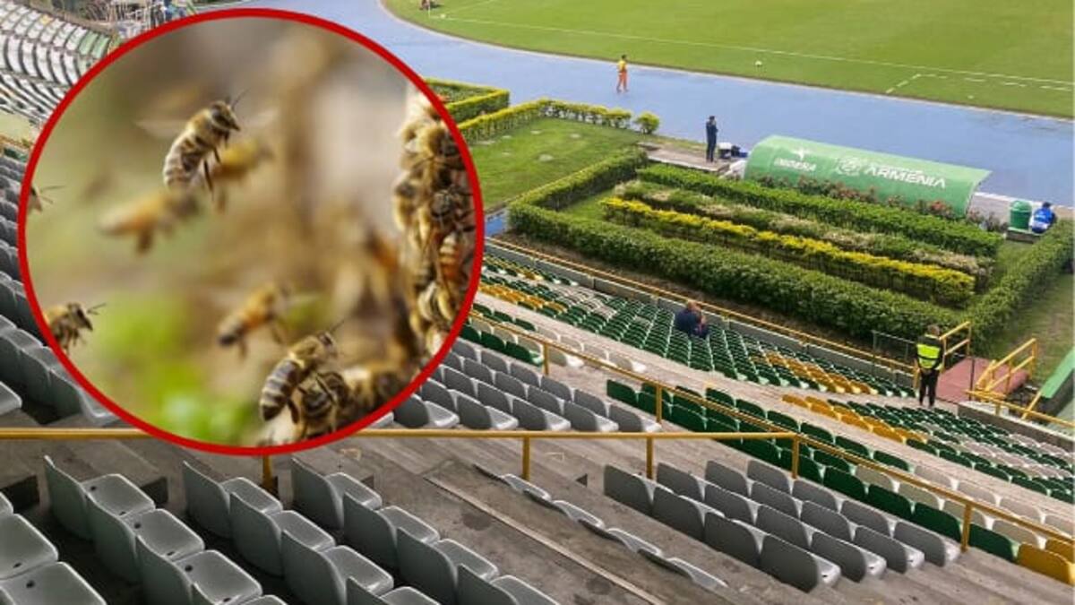 Informe abejas en Quindío