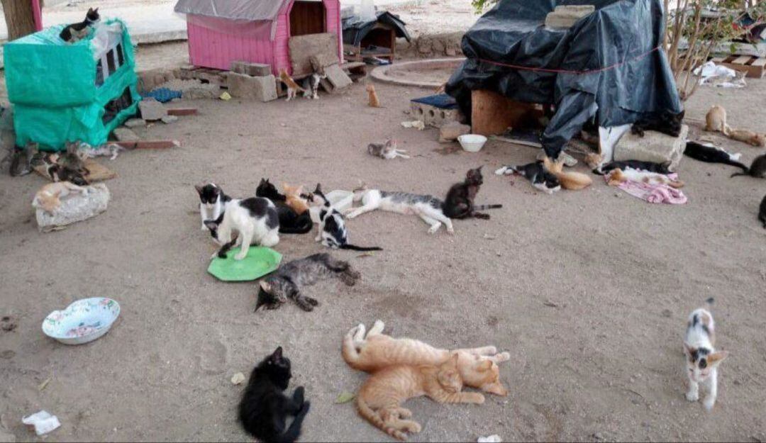 Gatos en el Polideportivo