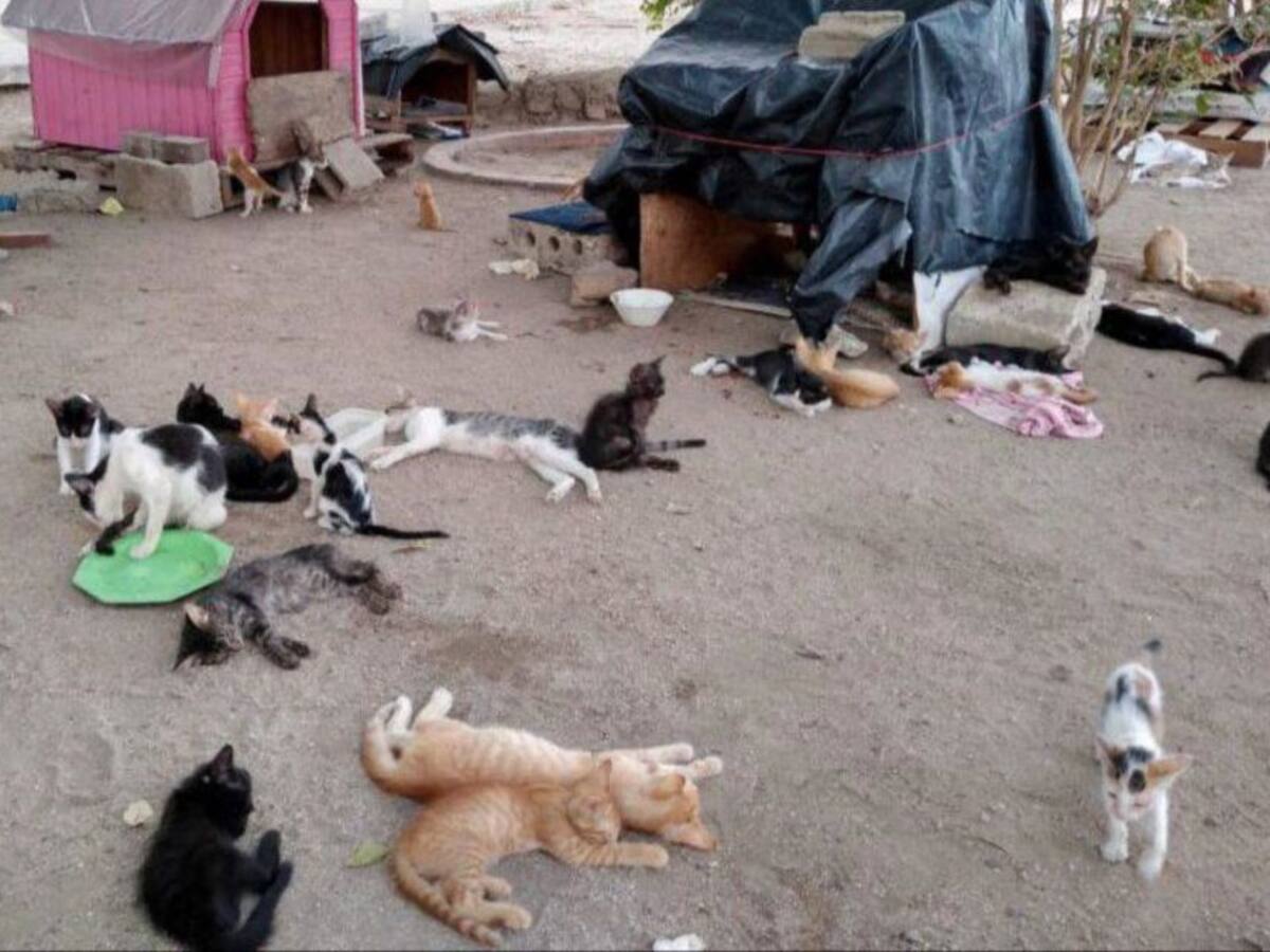 Indignante: torturan y asesinan a cuatro gatos en Santa Marta