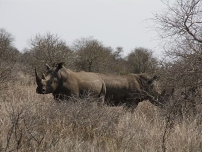 Cazadores que mataron a más de 2.400 rinocerontes ponen en peligro su existencia