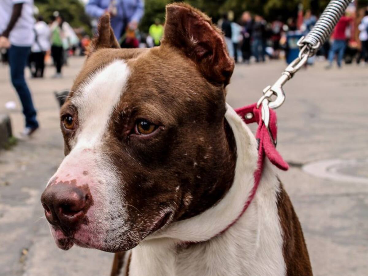 La Universidad ICESI, gana demanda en apoyo a los perros asistentes