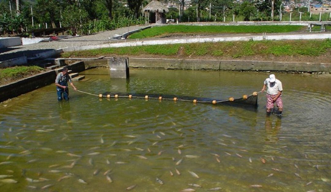 Cerca de mil 200 productores de la Piscicultura del Huila se formalizarán.
