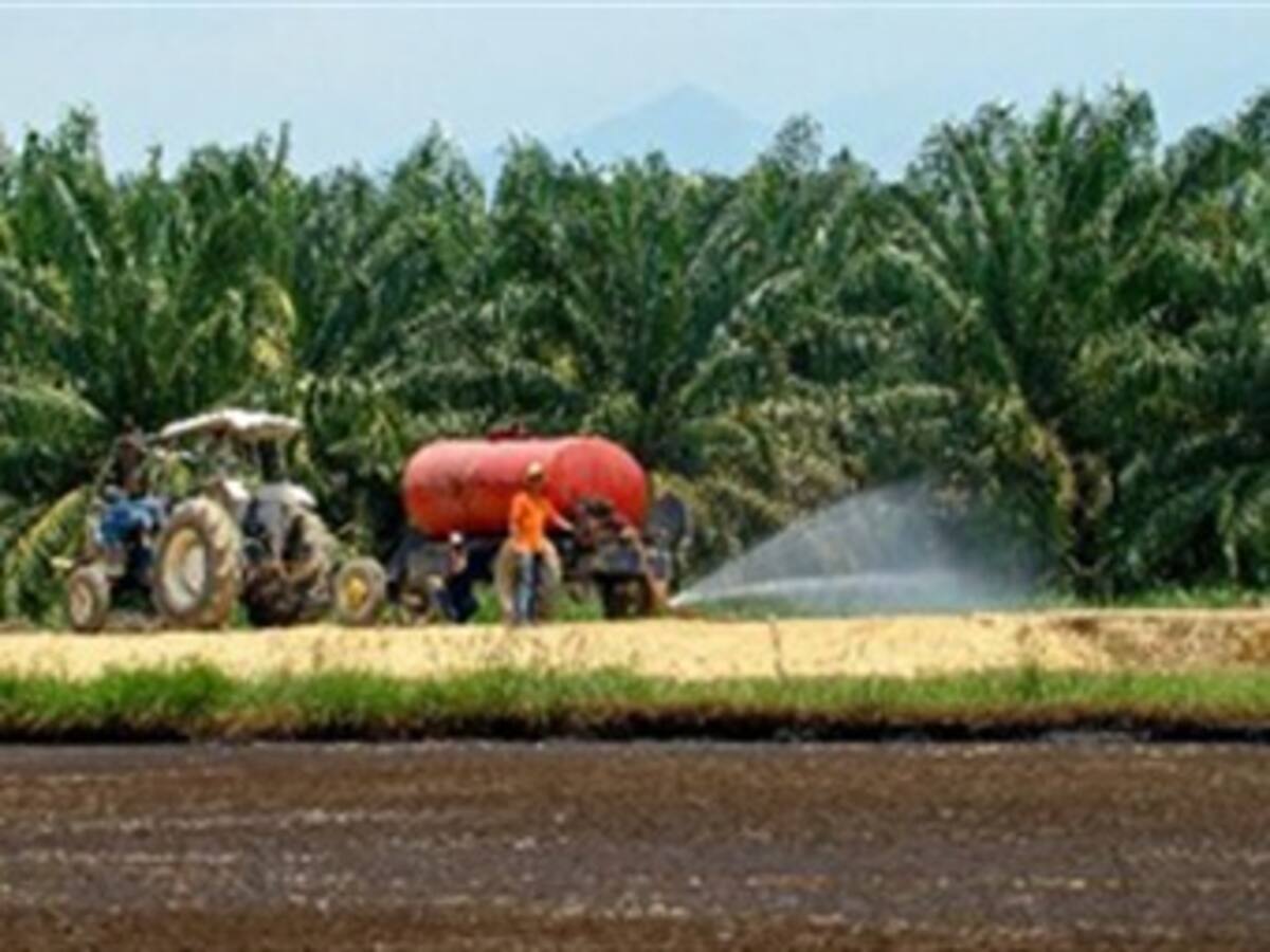 Fiscalía tiene listas 19 acusaciones contra palmicultores por desplazamiento forzado
