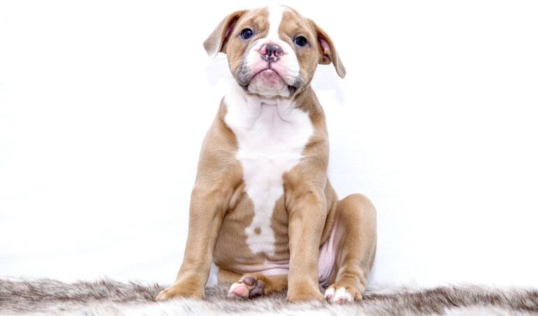 Imagen de referencia