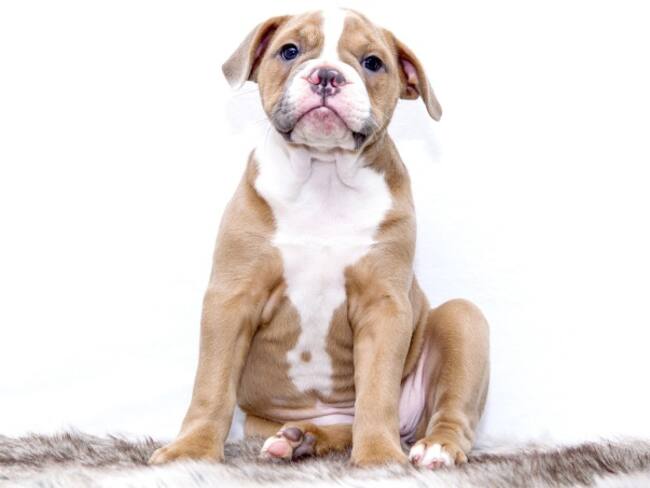 Imagen de referencia