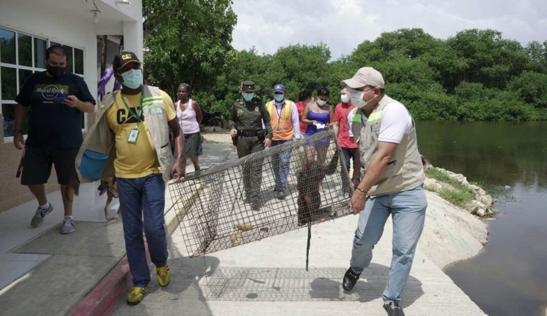 El primate había sido visto en varias casas colindante a la zona franca del sector