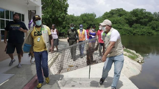 El primate había sido visto en varias casas colindante a la zona franca del sector