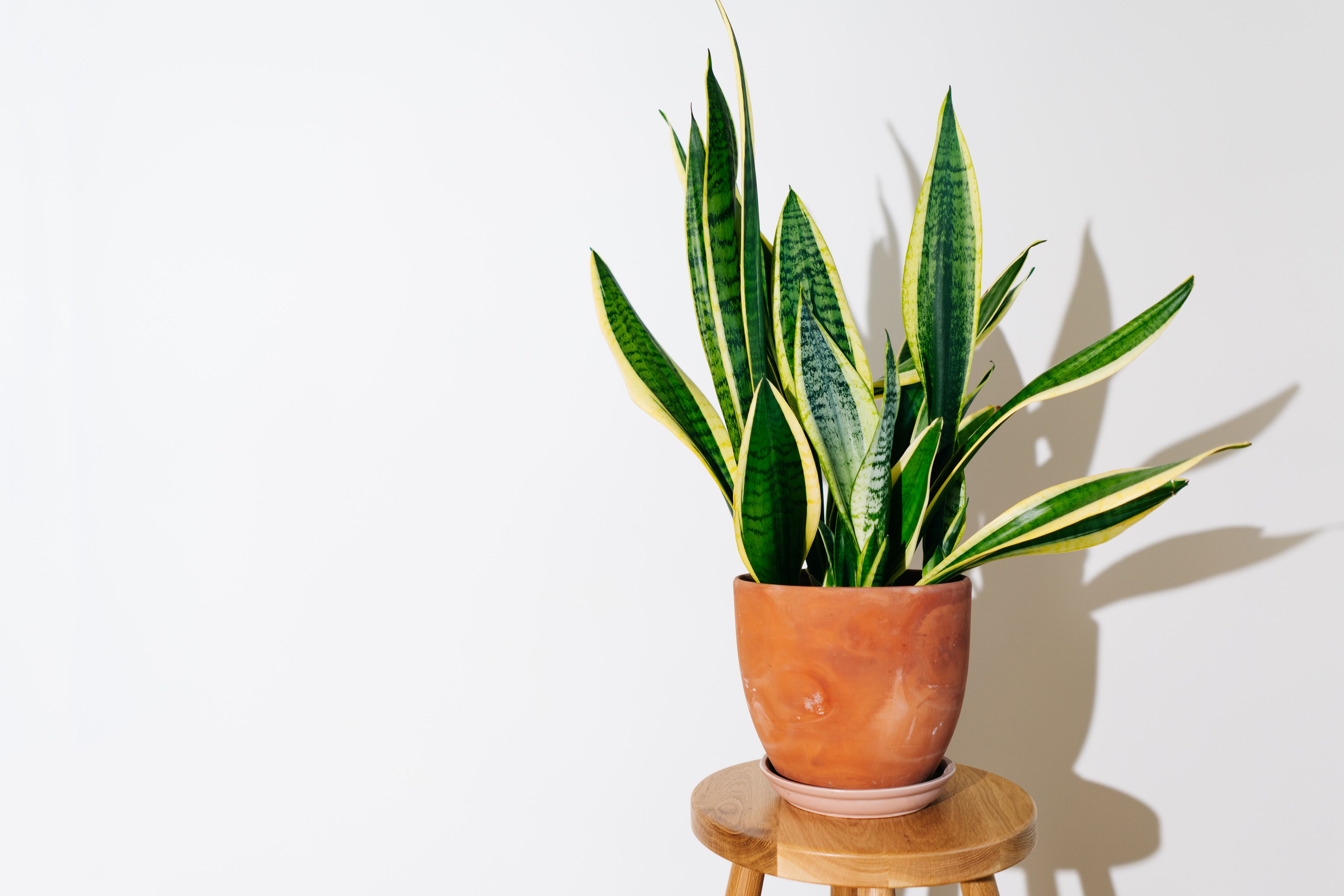 Green plant Sansevieria (Snake Plant) in terracotta pot against white background. House plants on the background of white wall