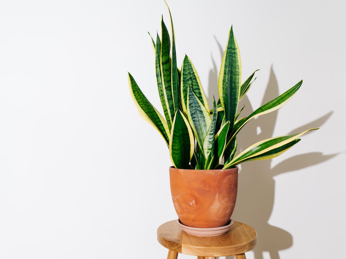 Lengua de Suegra: truco para que crezca sana y significado de dejar clavo de olor en su tierra