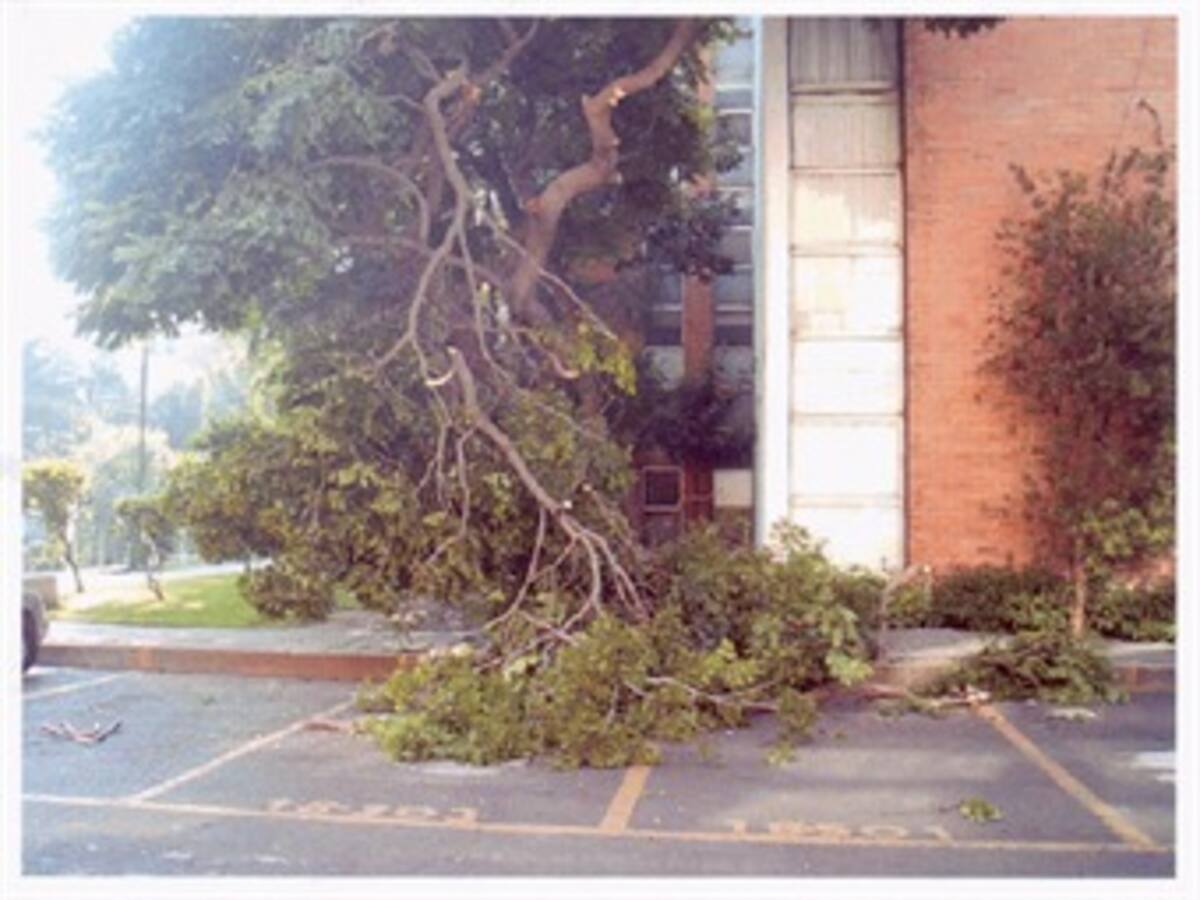 Falleció estudiante golpeada por rama de un árbol en un municipio del Huila