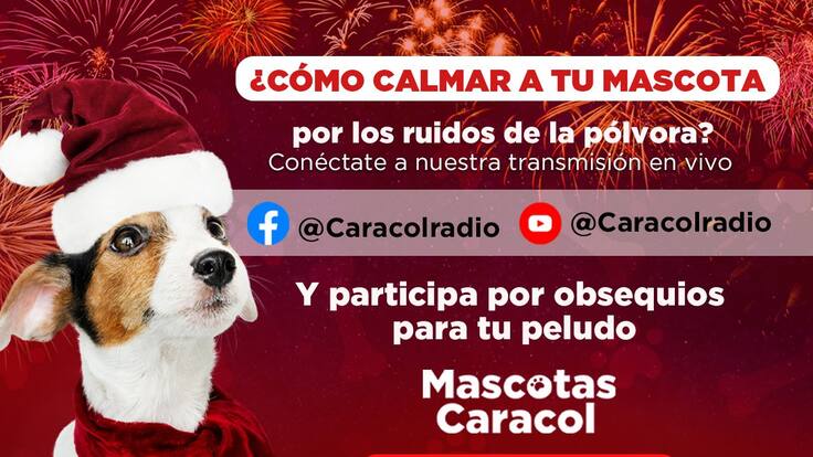 Mascotas Caracol completo 24 de diciembre