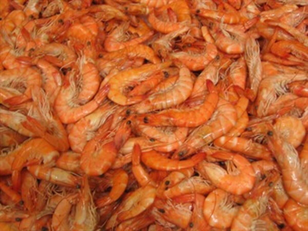 Una alfombra roja de langostinos cubrió las playas en Chile