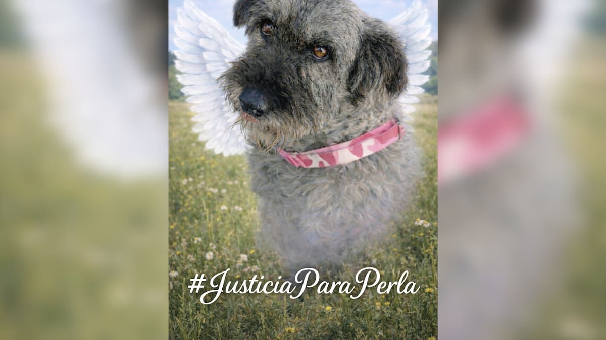‘Perla’, perrita que habría sido empalada y apuñalada, murió por la gravedad de sus heridas