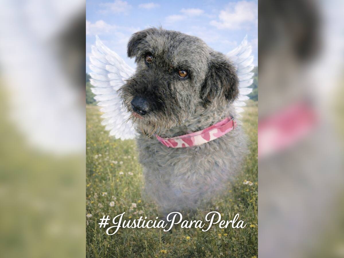 ‘Perla’, perrita que habría sido empalada y apuñalada, murió por la gravedad de sus heridas