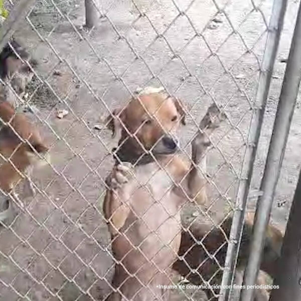 14 perros en precarias condiciones en Palmira, otro caso de maltrato animal