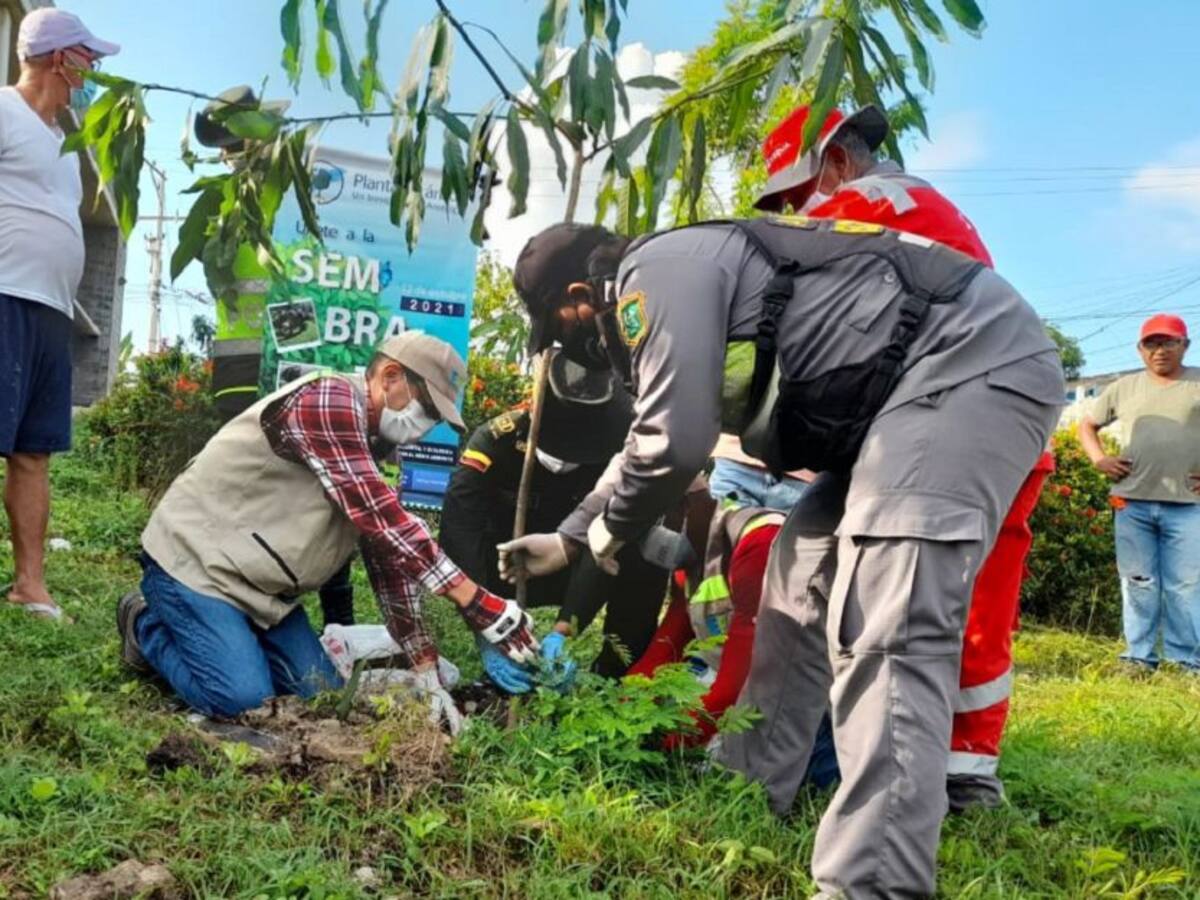 Sembraron 2 mil nuevos árboles en nueve sectores de Cartagena