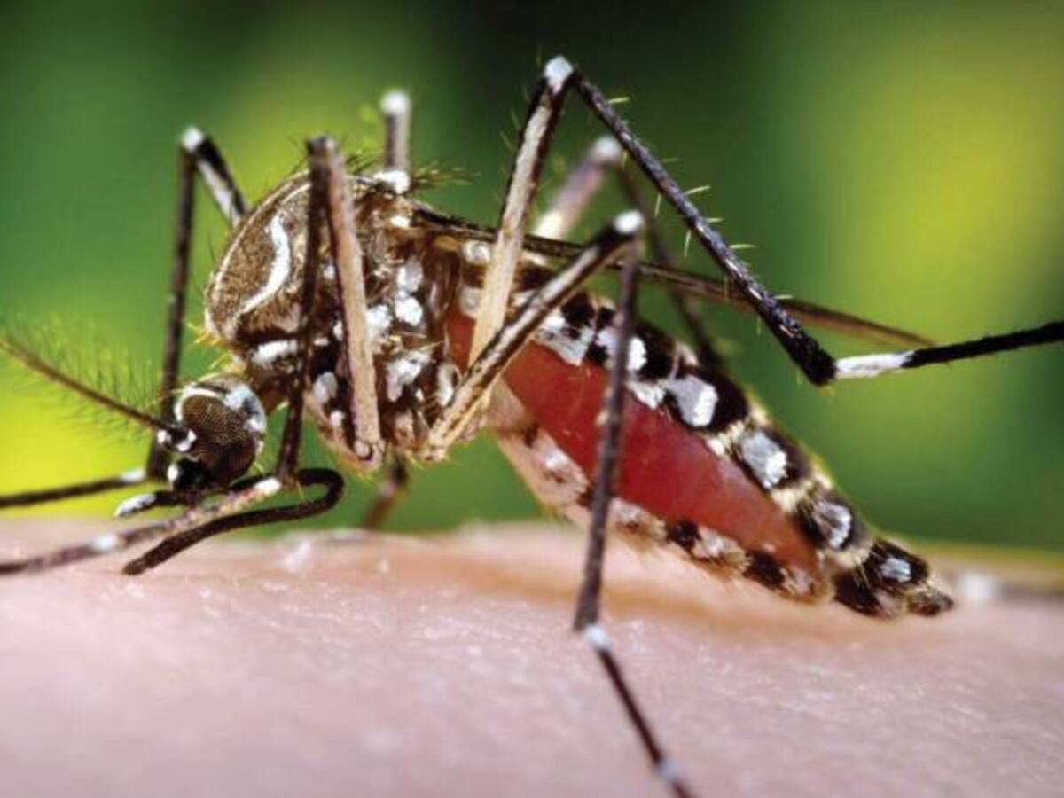 Laboratorio farmacéutico se lanzó en busca de la vacuna del zika