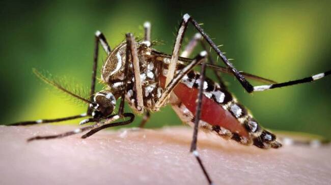 Laboratorio farmacéutico se lanzó en busca de la vacuna del zika.