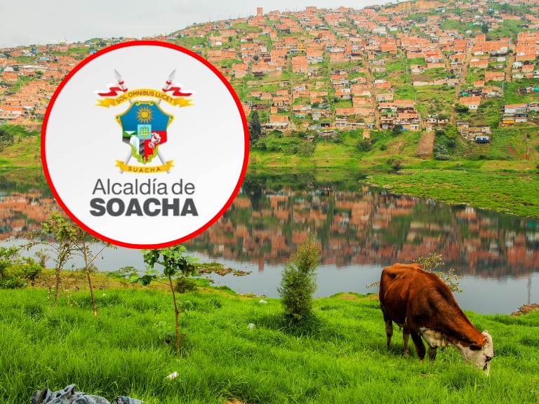 Una vaca comiendo pasto y, de fondo un lago y casas; logo Alcaldía de Soacha. (Foto: Getty Images, Alcaldía de Soacha)