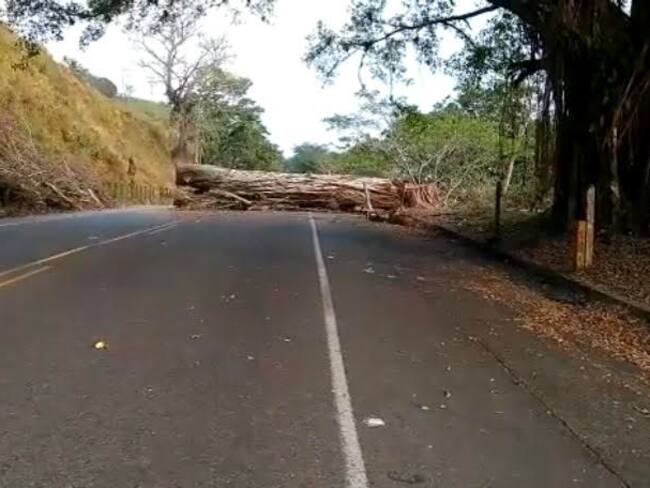 Con los árboles que han talado, los manifestantes han obstruido vías en medio del paro minero en Antioquia. Cortesía.