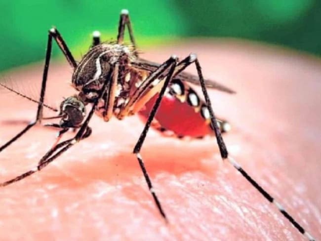 Más de 1.500 casos de dengue se han registrado en el Atlántico