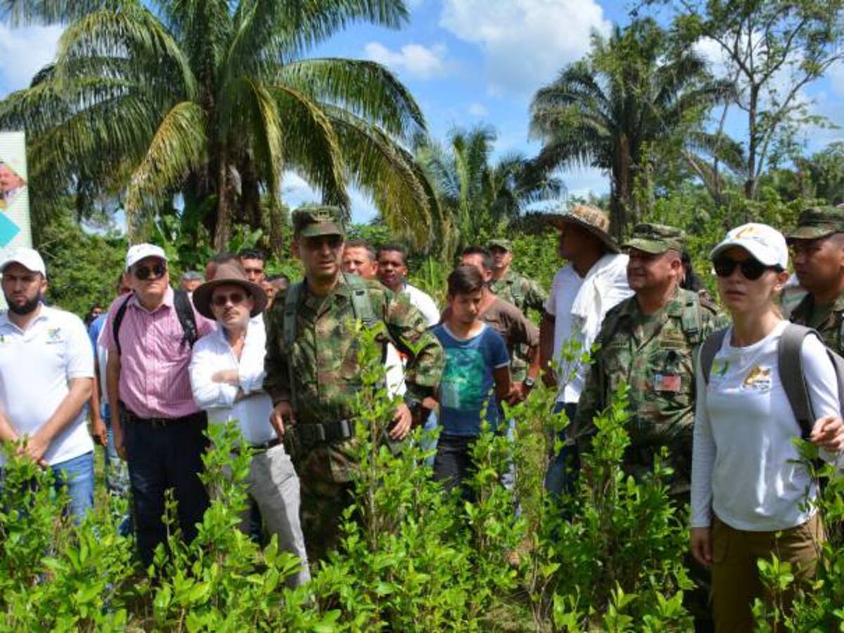 Se inició erradicación de 420 hectáreas de coca en Arauca