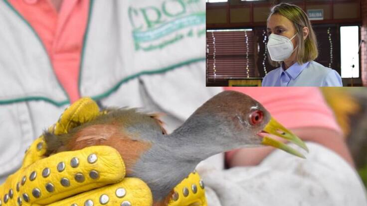 En el Quindío se incrementó este año la incautación de fauna silvestre