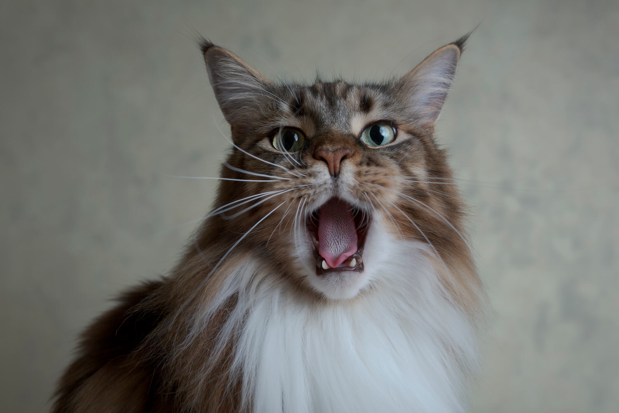 Gato mostrando su lengua y algunos dientes (Foto vía Getty Images)