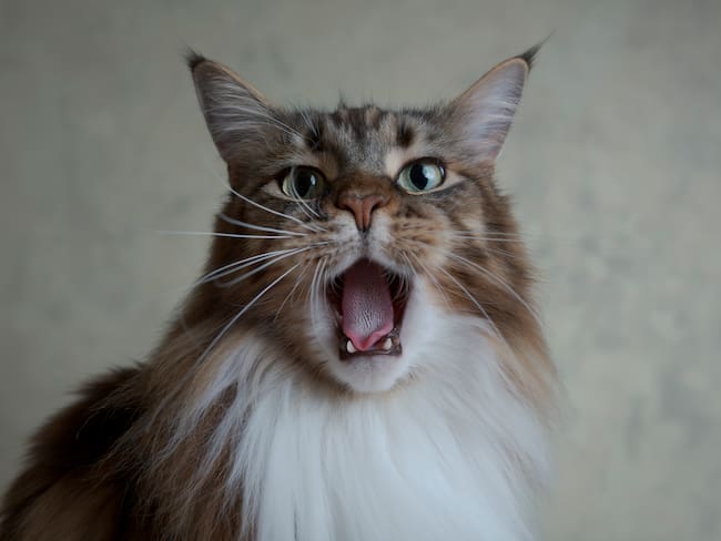 Gato mostrando su lengua y algunos dientes (Foto vía Getty Images)
